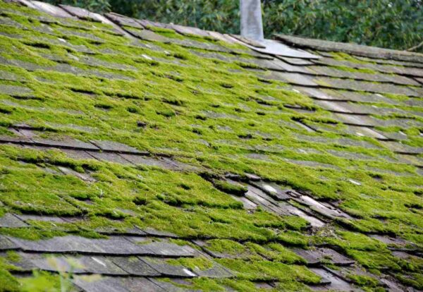 moss-on-roofs